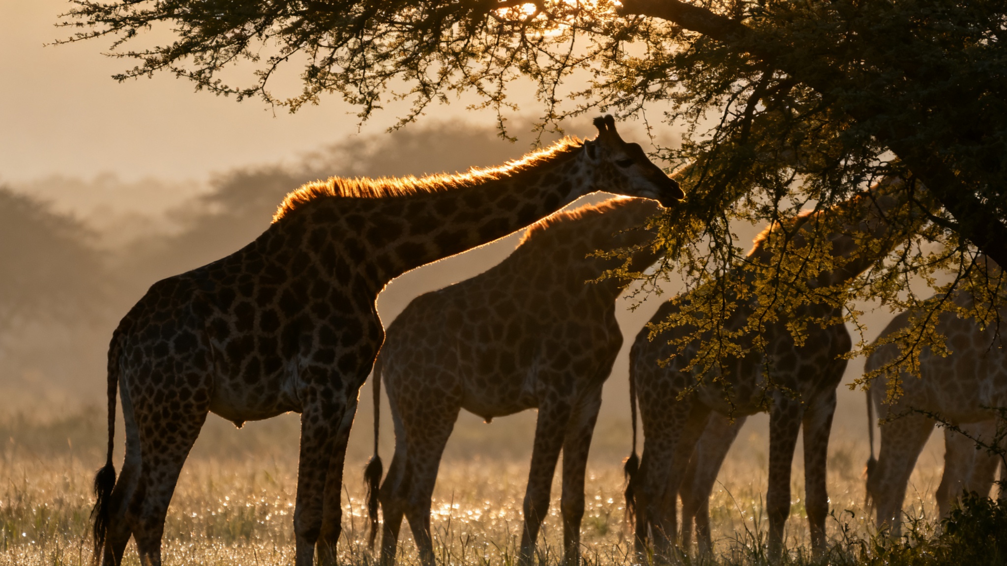 非洲三国深度探索